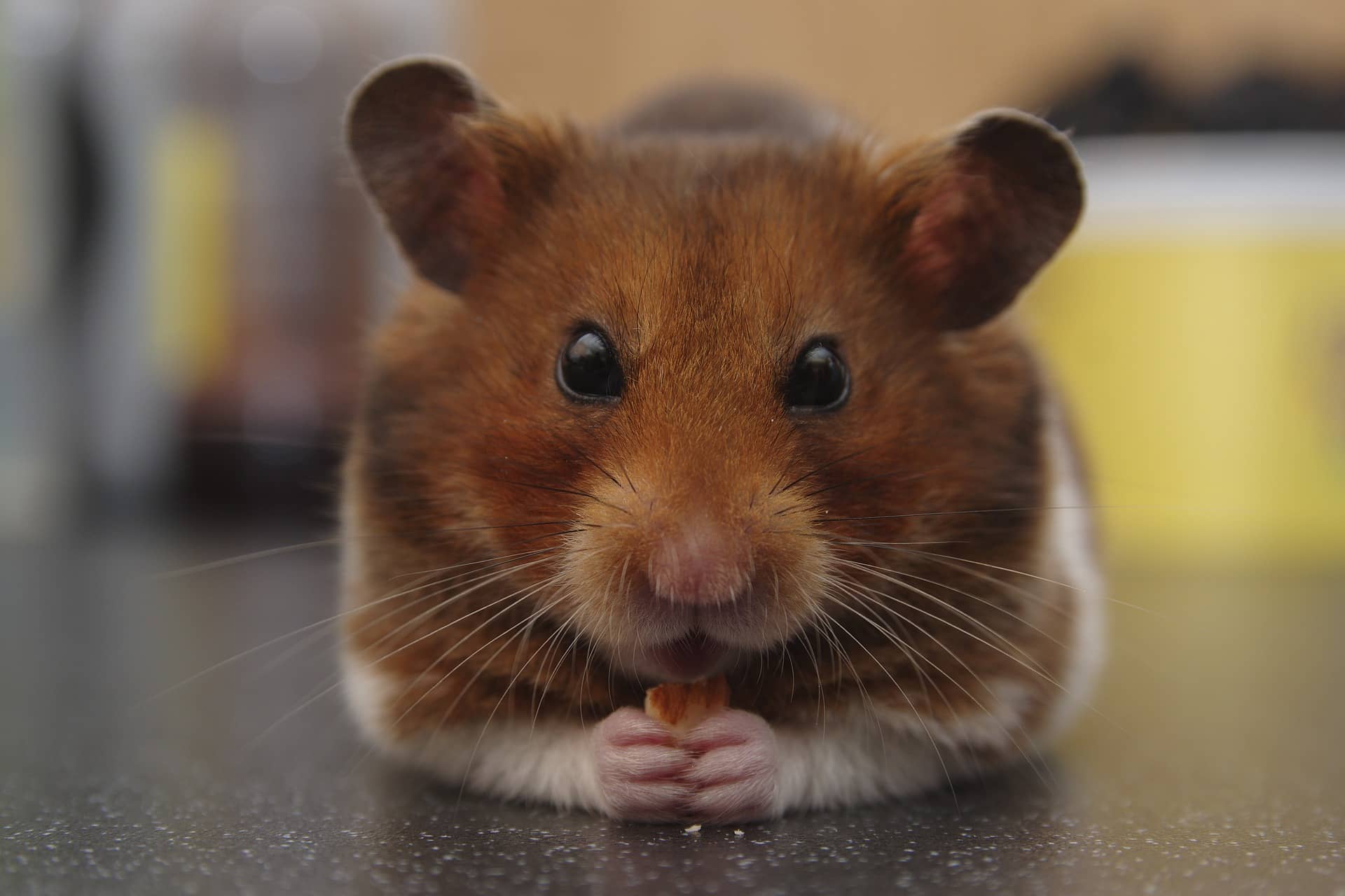 Hintergrund Haustier Experten Test und Vergleiche Hamster
