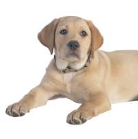 Hundebett Labrador