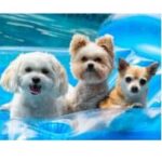 Welcher Pool ist für Hunde geeignet?