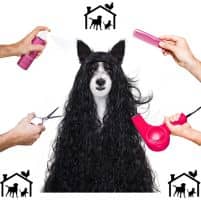 Hund Scheren mit einer Haarschneidemaschine