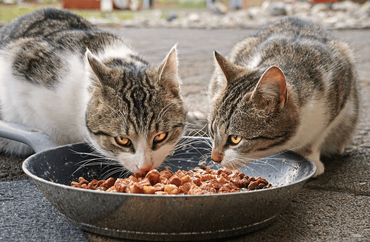 Alles was Sie über Nierenfutter für Katzen wissen müssen