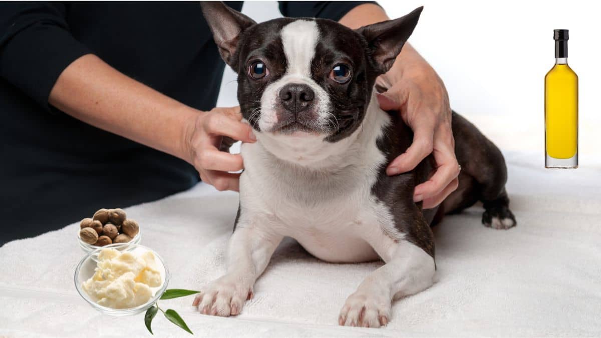 Behandlungen und Therapien Hundeversicherung