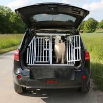 Hund im Auto transportieren