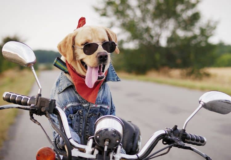 Hundehelm Motorrad