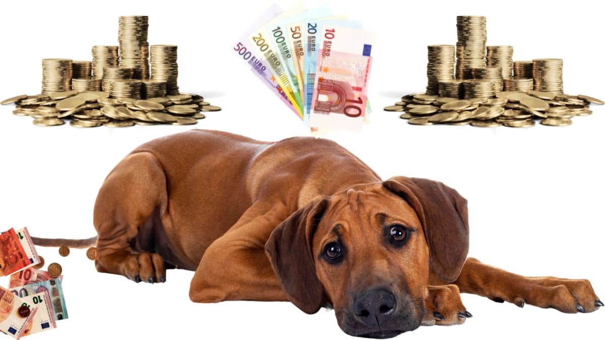 Krankenversicherung Hund Kosten und Tarifoptionen