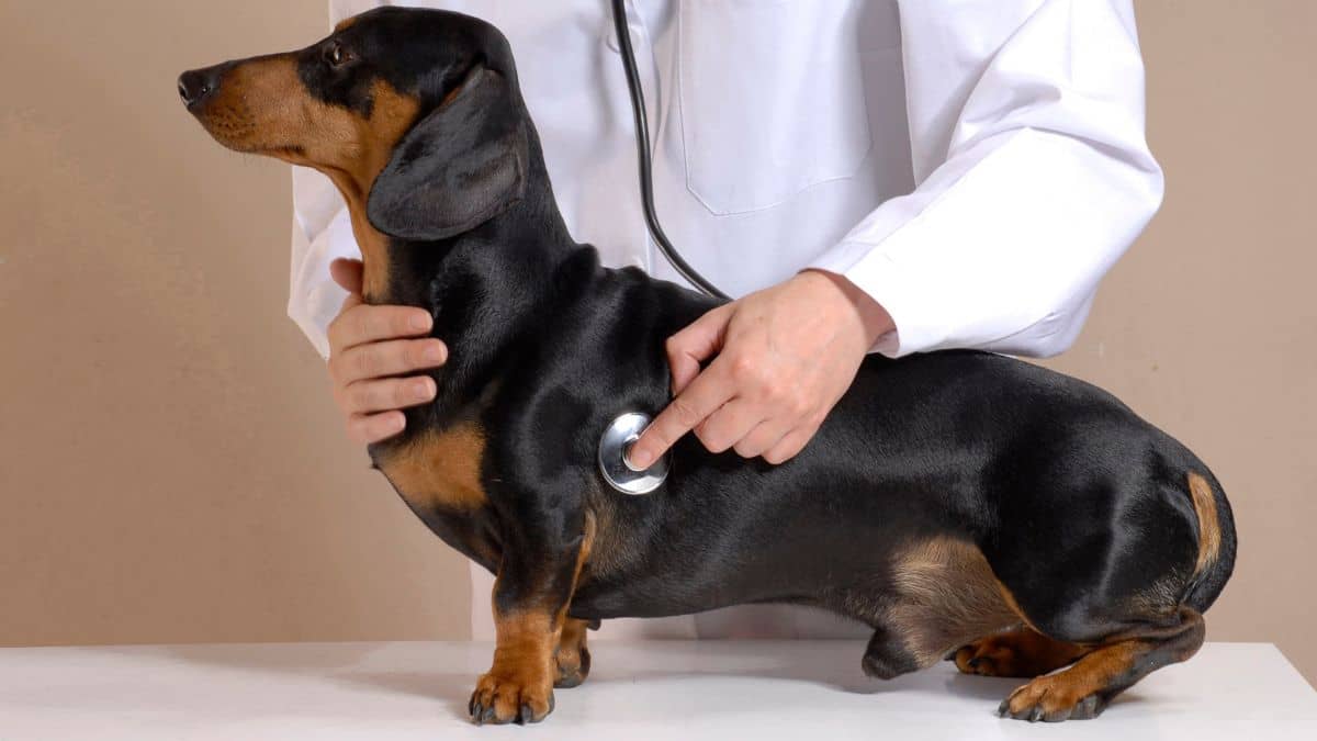 Krankenversicherung Hund Vollschutz