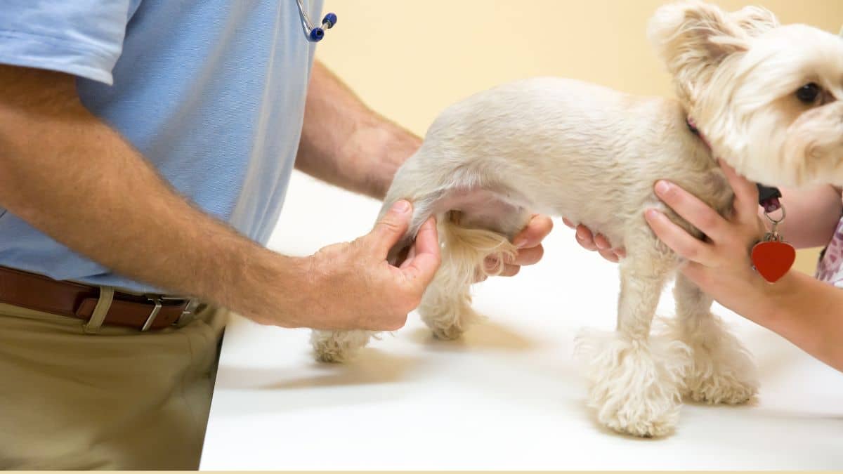 Trockenfutter für Hunde mit Gelenk- oder Knochenproblemen