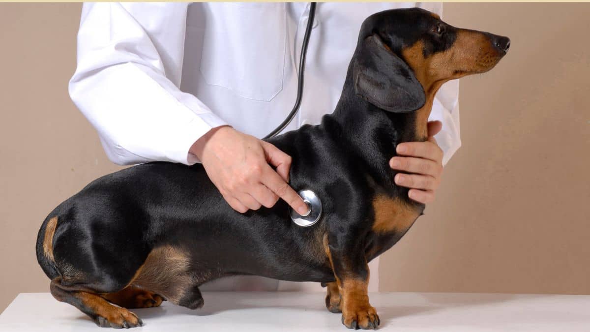 Trockenfutter-fuer-Hunde-mit-empfindlichem-Magen-oder-Verdauungsproblemen