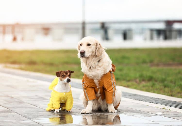 Wandern mit Hund Regenmantel