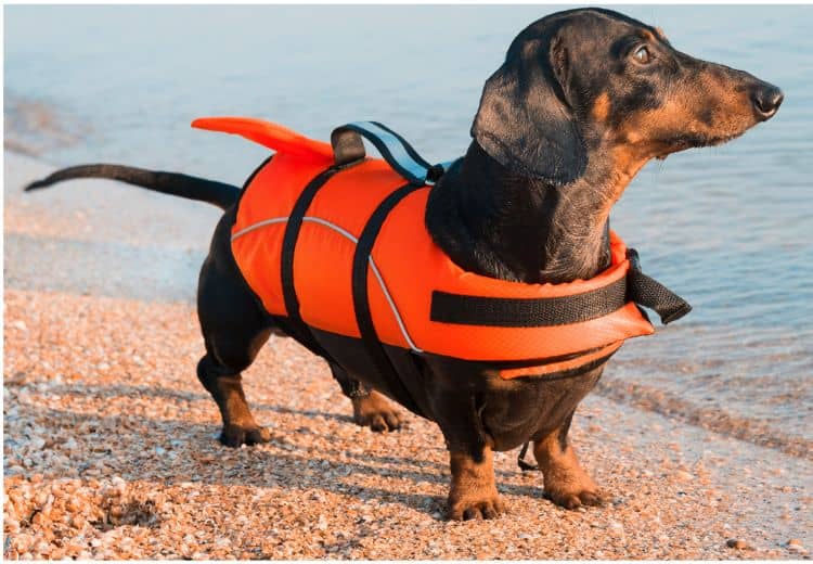 Schwimmweste Hund, Hundeschwimmweste, Hund Schwimmweste, Hunde Schwimmweste, Schwimmwest Hund, Schwimmwesten Hunde, Schwimmweste für Hunde, Schwimmweste hunde, Schwimmwesten für hunde