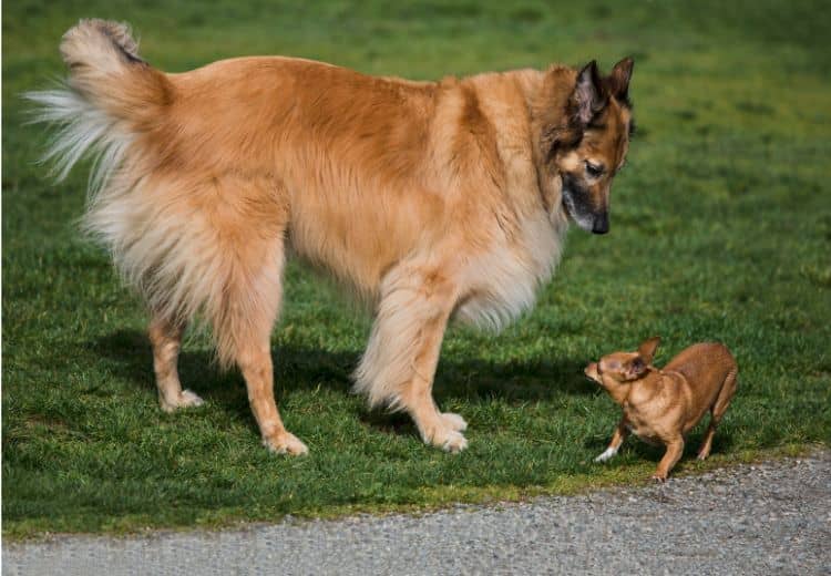 Hundebesitzer mit großen oder starken Hunden