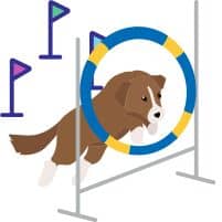 Hundeparcours Set Blog