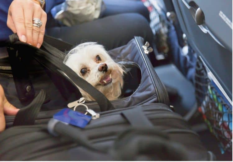 hunderucksack wandern für Reisende mit Hunden