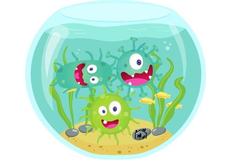 Aquaristik Filterbakterien