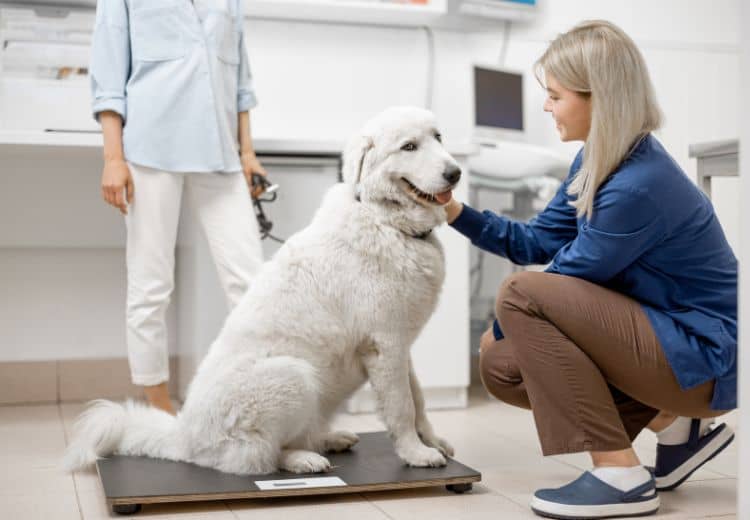 Hundezahnpasta Tierarzt