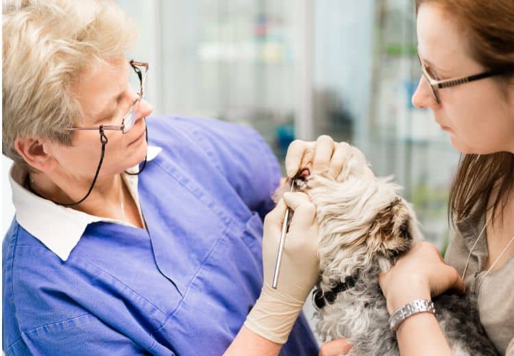 ultraschall Zahnbürste für Hunde
Ultraschallzahnbürste Hund
ultraschall Zahnsteinentferner Hunde
ultraschall Zahnreinigung für Hunde