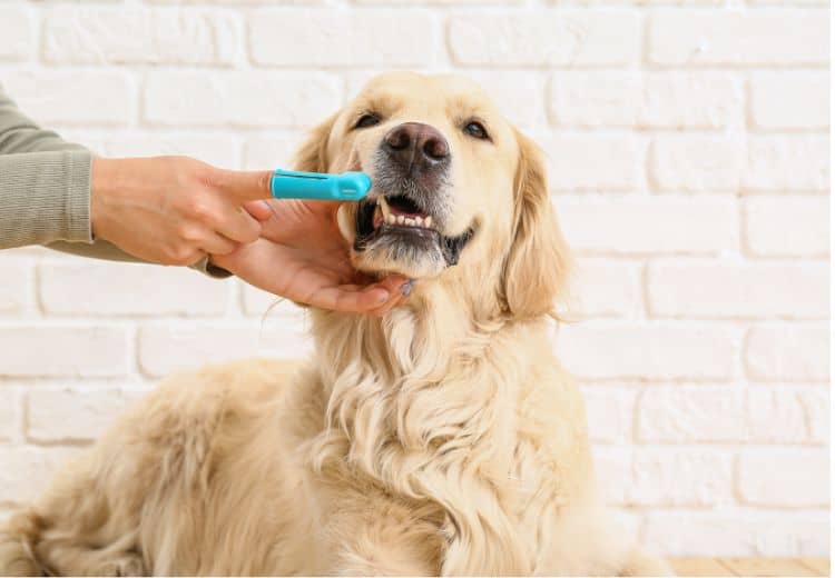 Zahnpasta Hund Hundebesitzer