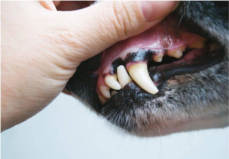 Zahnpasta Hund Test
Hundezahnpasta Test
Hunde Zahnpasta Test