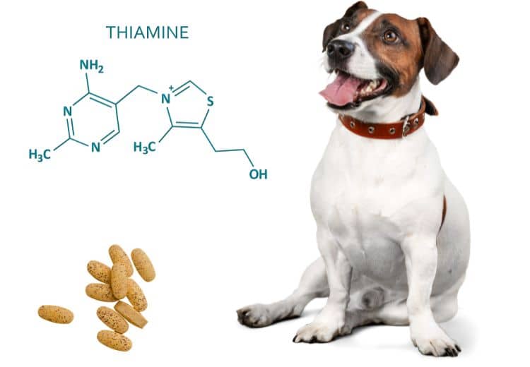 Barf Vitamin B-komplex für Hunde erfahrungen