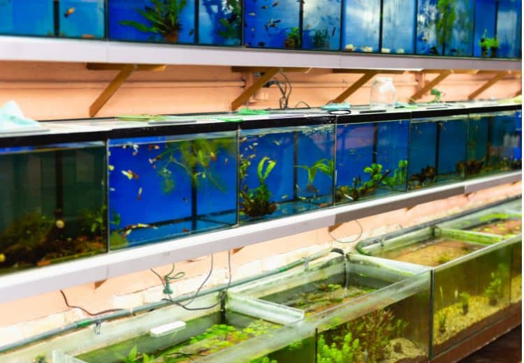 aquarium co2 diffusor test Züchter von Aquarienpflanzen