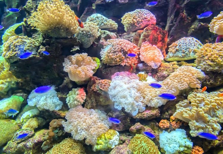 Korallenliebhaber Meerwasser Aquarium test Set