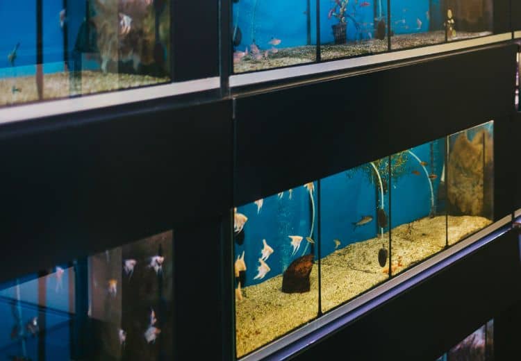 Meerwasser Aquarium test Set Aquarium-Geschäfte.
