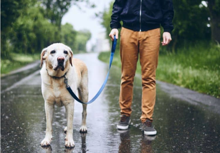 Erfahrungsbericht Führen nach Cordt - DER Online-Kurs für Hundehalter DOG-InForm – Mirjam Cordt